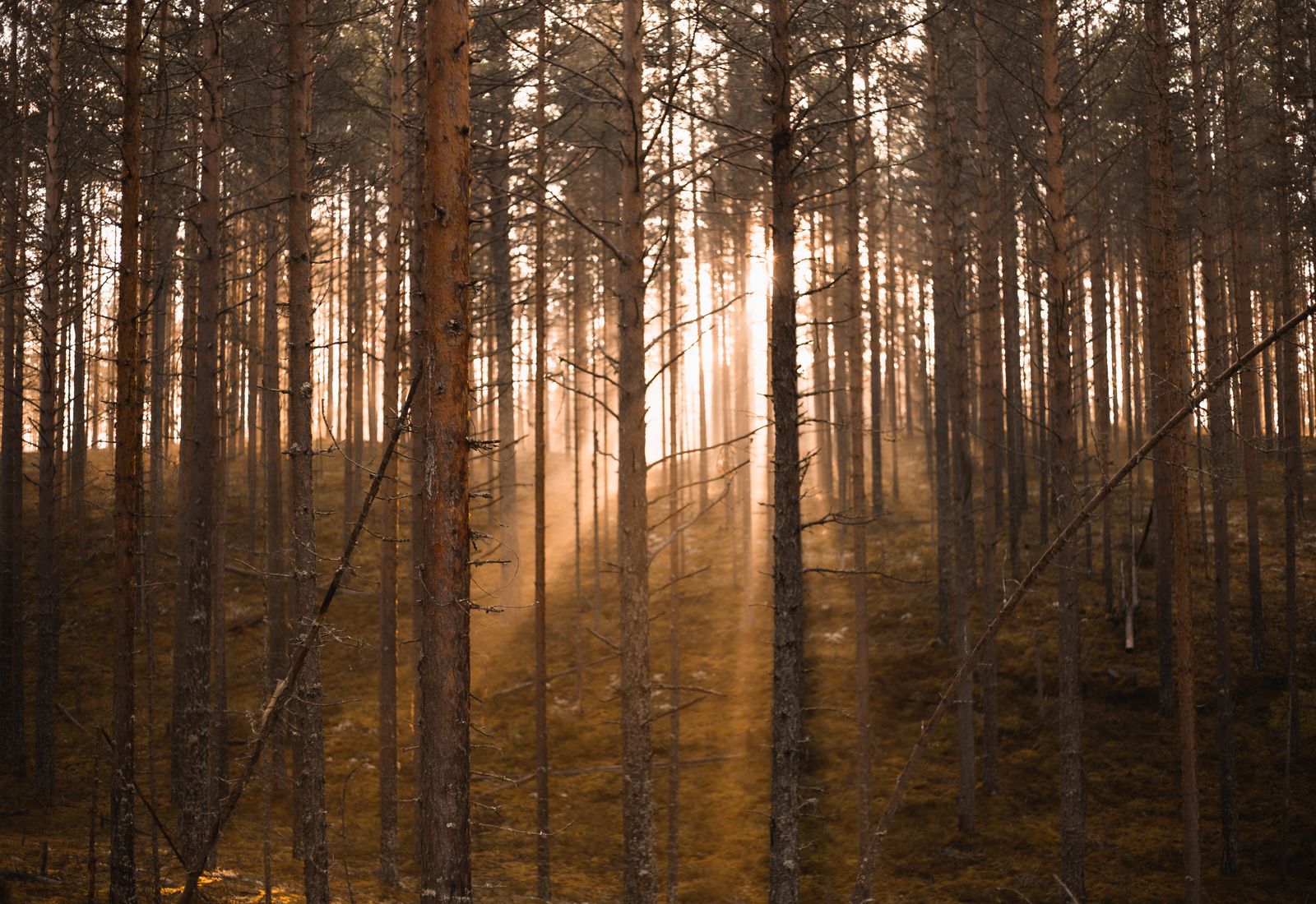 Warmes Licht in einem ruhigen Wald am Stechlinsee