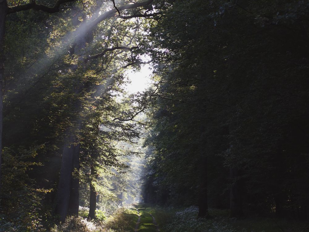 Ein ruhiger Weg durch lichten Wald